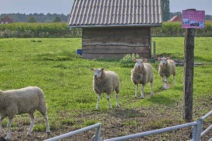 040 In de Wollekjes