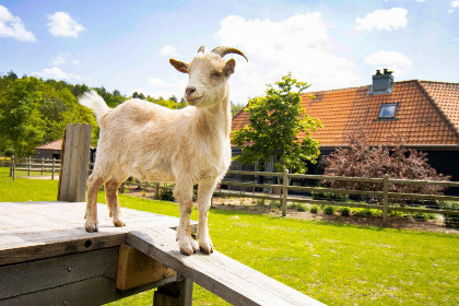 025 Tiny house voor 5 personen met terras op 3,5 meter hoogte in bosrijke omgeving in Belgie