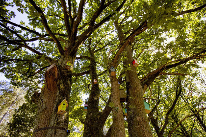 028 Tiny house voor 5 personen met terras op 3,5 meter hoogte in bosrijke omgeving in Belgie