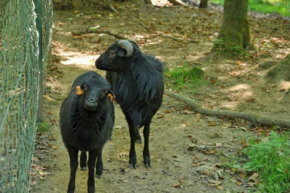 024 Basic zes persoons vakantiehuis in de Ardennen