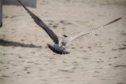 012 Groepsaccommodatie voor 20 personen in de badplaats Koksijde