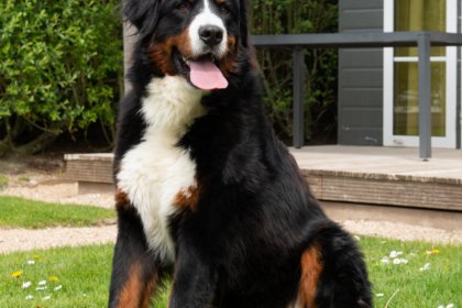 006 Comfort Lodge | 4 personen (32 m²) Honden toegelaten Met airco 006 Comfort Lodge | 4 personen (32 m²) Honden toegelaten Met airco