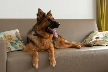 001 Comfort Lodge | 6 personen(50 m²) Honden toegelaten Met airco 001 Comfort Lodge | 6 personen(50 m²) Honden toegelaten Met airco