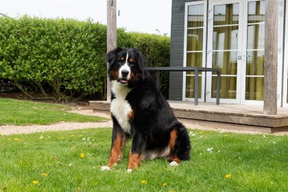 003 Comfort Lodge | 6 personen(50 m²) Honden toegelaten Met airco 003 Comfort Lodge | 6 personen(50 m²) Honden toegelaten Met airco