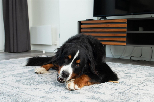 Premium Lodge I 4 personen(58 m²)   Honden toegelaten