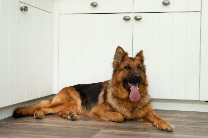 002 Premium Lodge I 4 personen(58 m²)   Honden toegelaten