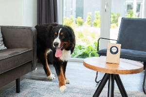 Premium Lodge I 6 personen (60 m²)   Met Airco   Honden toegelaten