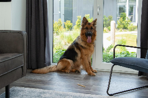 Premium Lodge I 6 personen (60m²)   Honden toegelaten