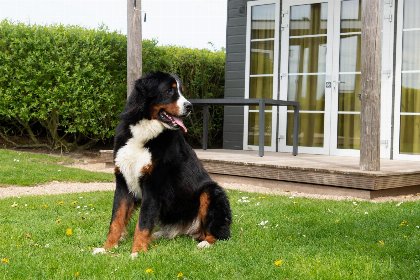 000 Comfort Lodge | 2 personen (27 m²) Honden toegelaten Met airco 000 Comfort Lodge | 2 personen (27 m²) Honden toegelaten Met airco