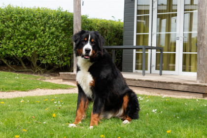 001 Comfort Lodge | 4 personen (32 m²)   Honden toegelaten