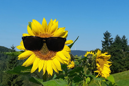 022 Schwarzwaldstubchen
