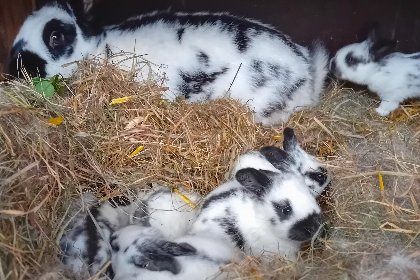 007 Waldacher Hof 007 Waldacher Hof