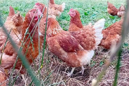 009 Waldacher Hof 009 Waldacher Hof