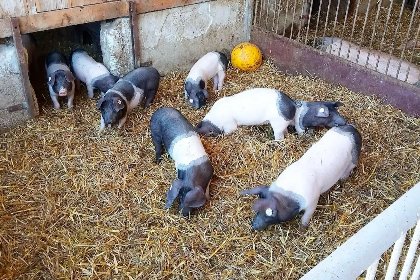 011 Waldacher Hof 011 Waldacher Hof