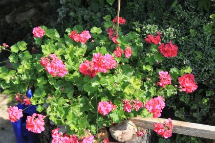 015 Bianca 015 Bianca