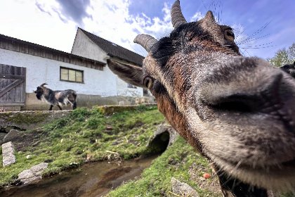 019 Feriendorf Seeblick   Tiny Nr 7