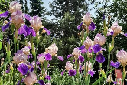 040 Bernhardsberg 040 Bernhardsberg