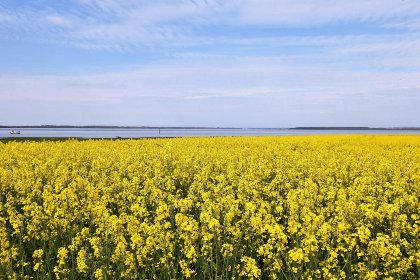 030 Stranddistel rechts 030 Stranddistel rechts