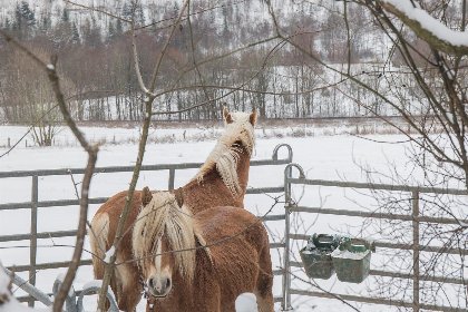 050 Appartement   Patrice Am Bergelchen 58 J | Winterberg Niedersfeld