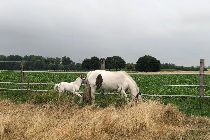 028 Am Pferdehof II