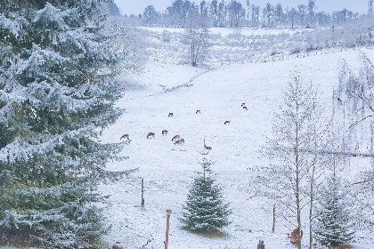 044 Am Damwildgehege I