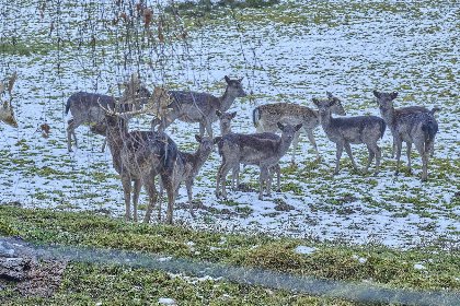 032 Am Damwildgehege II