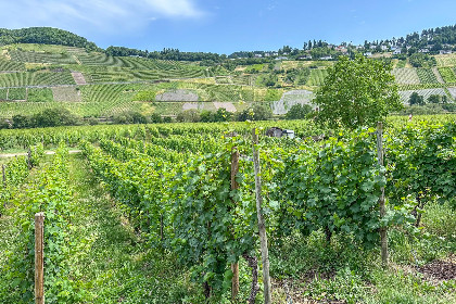 024 Hermes Lex Weingut