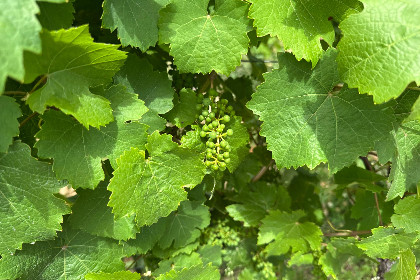 022 Weingut HermesLex