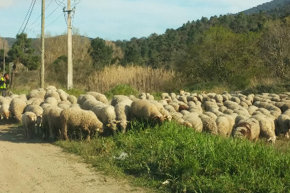 042 Entre les vignes