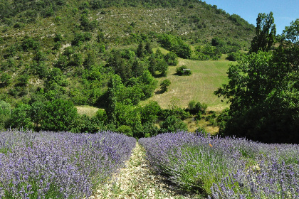 035 La petite Pinede