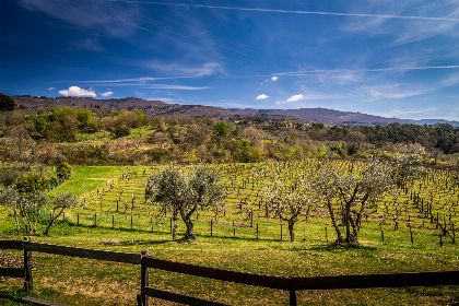 019 Fattoria Donnoni