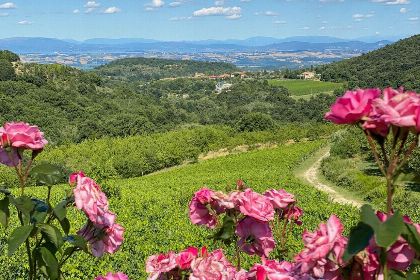 005 Agriturismo Nobile di Montepulciano