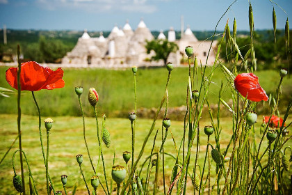005 Agriturismo Trulli il Castagno
