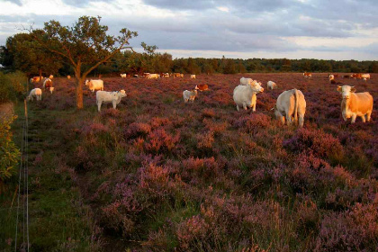 021 6 persoons vakantiehuis in Diever op een kleinschalig vakantiepark gelegen in het bos