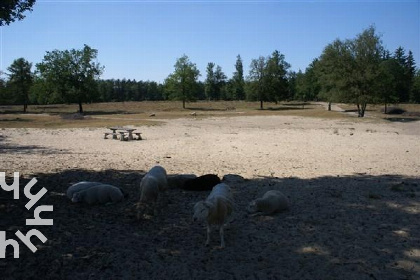 013 Schitterend 12 persoons vakantiehuis in Diever