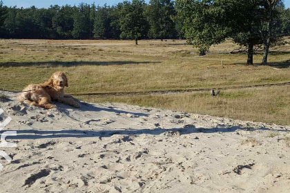 015 Schitterend 12 persoons vakantiehuis in Diever