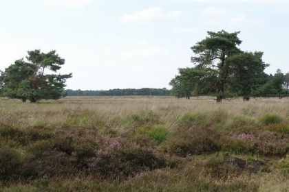 016 Leuke 4 persoons bungalow op rustige locatie in het bos in Drenthe