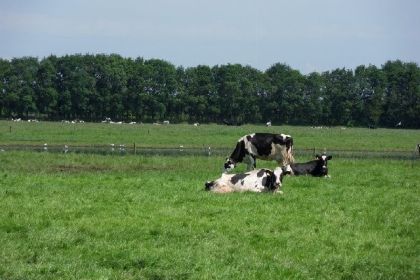 013 Groepsaccommodatie met sauna voor 8 personen, zeer landelijk gelegen in Drijber, Drenthe