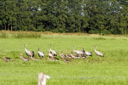 015 Groepsaccommodatie met sauna voor 8 personen, zeer landelijk gelegen in Drijber, Drenthe