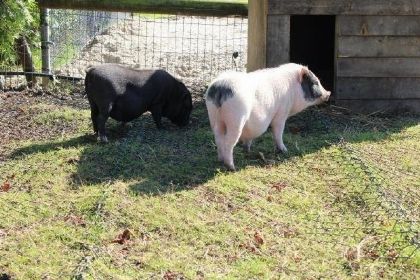 017 Groepsaccommodatie met sauna voor 8 personen, zeer landelijk gelegen in Drijber, Drenthe