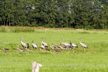 023 Groepsaccommodatie met sauna voor 8 personen, zeer landelijk gelegen in Drijber, Drenthe