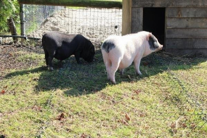 025 Groepsaccommodatie met sauna voor 8 personen, zeer landelijk gelegen in Drijber, Drenthe