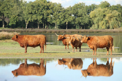 028 Groepsaccommodatie met sauna voor 8 personen, zeer landelijk gelegen in Drijber, Drenthe