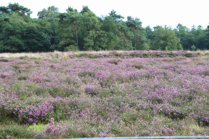 031 Groepsaccommodatie met sauna voor 8 personen, zeer landelijk gelegen in Drijber, Drenthe