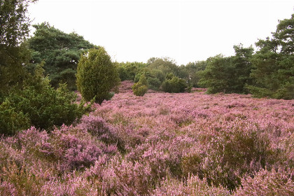 032 Groepsaccommodatie met sauna voor 8 personen, zeer landelijk gelegen in Drijber, Drenthe