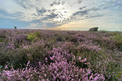 003 Comfortabel 4/6 persoons vakantiehuis gelegen direct aan Nationaal Park 't Dwingelderveld