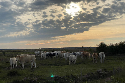 008 Comfortabel 4/6 persoons vakantiehuis gelegen direct aan Nationaal Park 't Dwingelderveld