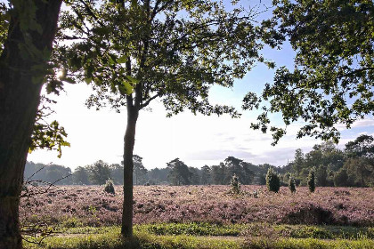 013 Gezellig chalet voor 2 personen nabij het bos in Dwingeloo, Drenthe