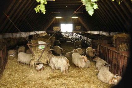 004 Houten vakantiehuis voor 6 personen aan Nationaal Park \'t Dwingelderveld