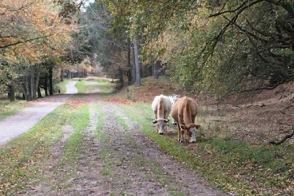 020 Houten vakantiehuis voor 6 personen aan Nationaal Park \'t Dwingelderveld